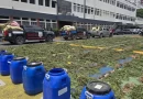 Cultivo de marihuana en Ocoa totalizó 3,533 plantas en uno de los mayores operativos del país