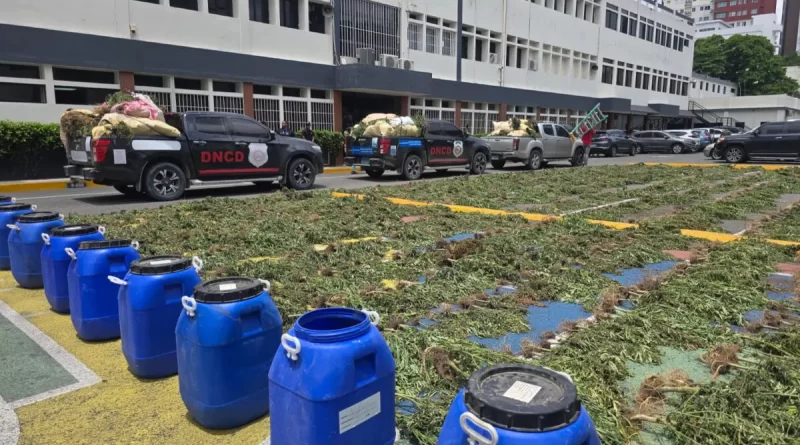 Cultivo de marihuana en Ocoa totalizó 3,533 plantas en uno de los mayores operativos del país