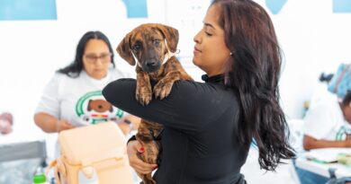 Alcaldía del Distrito Nacional continúa jornadas de esterilización de perros y gatos Alcaldía del Distrito Nacional continúa jornadas de esterilización de perros y gatos