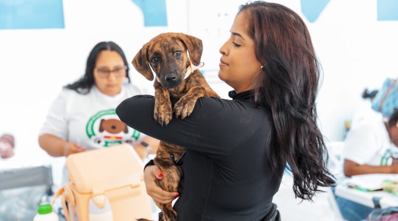 Alcaldía del Distrito Nacional continúa jornadas de esterilización de perros y gatos Alcaldía del Distrito Nacional continúa jornadas de esterilización de perros y gatos